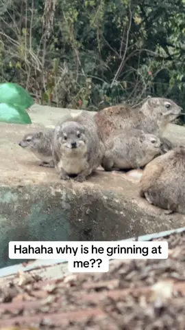 The one on the right is totally serious while the hyrax on the left looks like he hiding a secret poorly. Hahaaha #hyrax #funnyanimals #babyanimals #awawa #wawa 