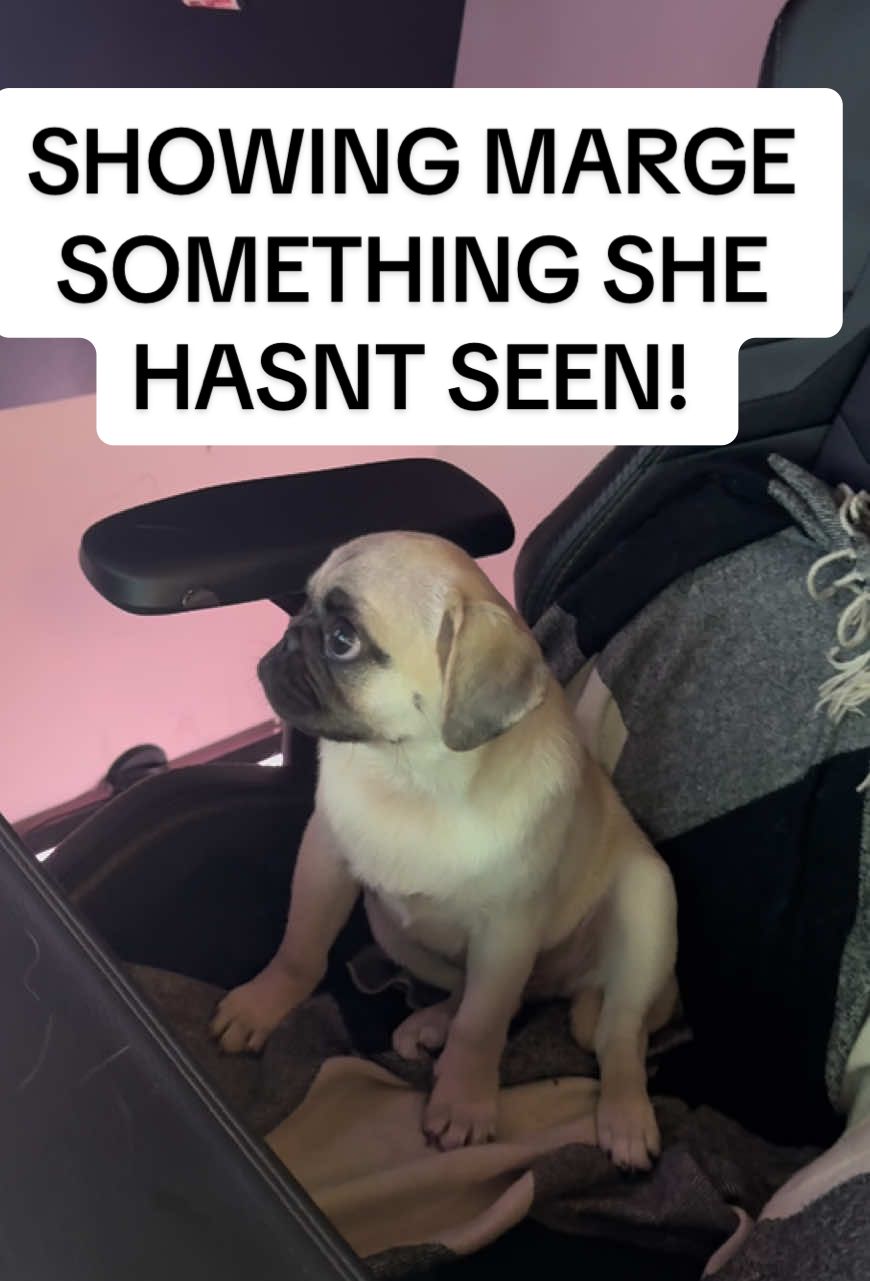 Knowledge is power.!!#History #pug #pugsoftiktok #pugpuppy #nobodywantstotalkabout911 