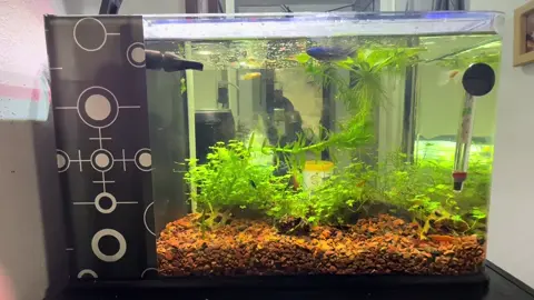 Así va el proyecto del gambario, guppies blue moon y beta hembra salvaje 1 mes y ya hubo 2 crías de guppy, estaba de viaje y ni cuenta me di. Disculpen si se ve sobre alimentado se me pasó la mano