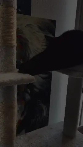 You have to look! 👀  #blackcat #fyp #lookatthis #catsoftiktok 