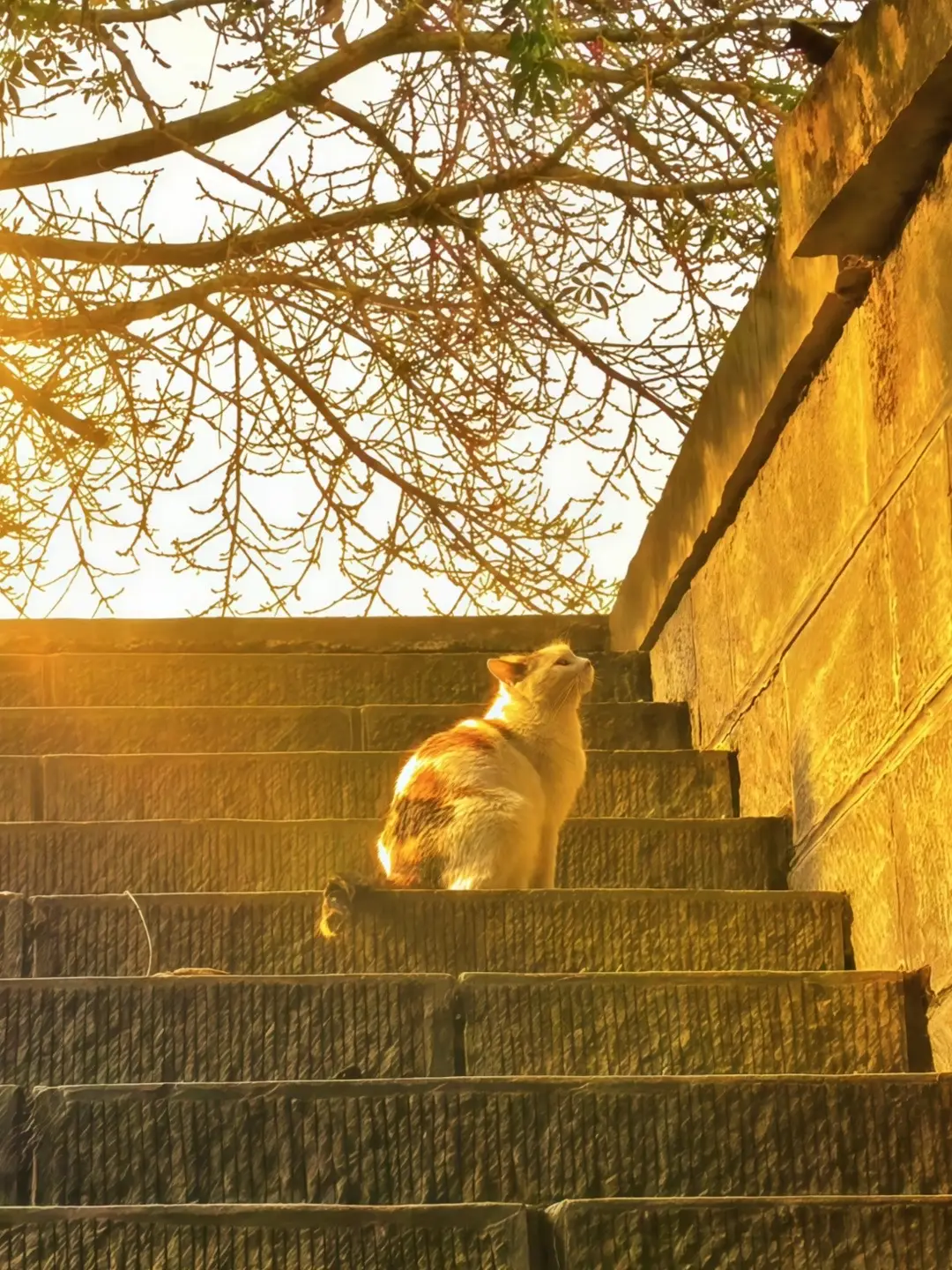 想和你一起吃冰，也想和你一起热。 😸 Muốn cùng bạn ăn đá lạnh, cũng muốn cùng bạn chịu nắng hè. #cat #xh #fyp #viral #healing 