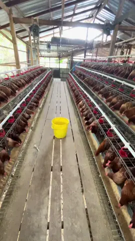 😎#fyp #ayampetelurindonesia #pengusahamuda #telur #pakanayampetelur 