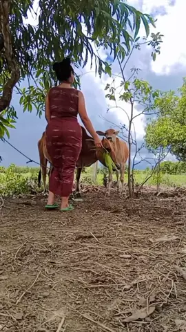 နွားလေးတွေကို အစားကျွေးရတာ..ပျော်တယ်🙏 သူတို့က ကောက်ရိုးထက်..အဲ့အရွက်ကိုလည်းစားတယ် ပုသိမ်အိမ်က..ကောင်မလေးတို့ ရွာဘက်သွားရိုက်ထားတာပါ.. #foryou 