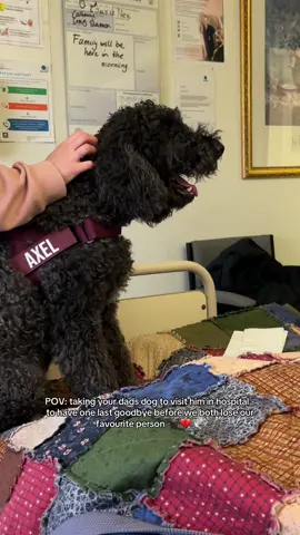 🤍 . . . . . . #grief #parentloss #palliativecare #dog #dogsoftiktok 
