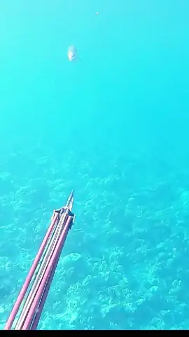 #ocean #oceanlife #seafood #sealife #viral 