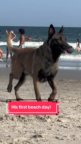 Belgian Malinois first day at the beach! 