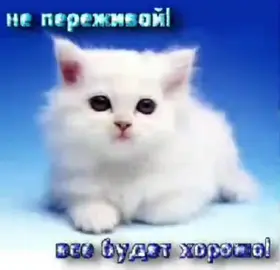 #непереживай #всебудетхорошо #котенок #открытки #грустно #мило #щп 