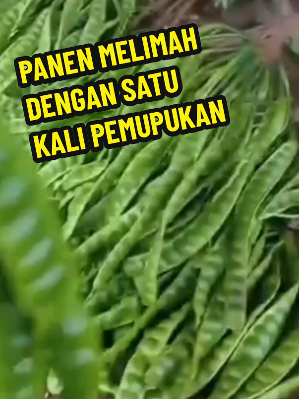 KLIK DISINI @CINTATANI 