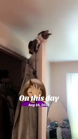 She been crazy 🐱🤦🏽‍♀️ #onthisday #catsoftiktok #meancat #crazy #cat #viral #fyp