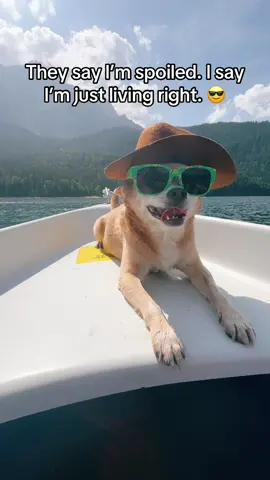 They say I’m spoiled. I say I’m just living right. 😎🐶   #dogtok #dog #dogsoftiktok #doggo #doglove     