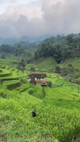 Nyaman nya rumah jauh dari tetangga lain . - #reels #kampung #pedesaan #garutselatan 