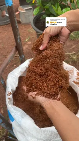 ตอบกลับ @คุณดอกไม้ นายหน้าออนไลน์ #ขุยมะพร้าว #ขุยมะพร้าวล้างสารเทนนิน #ปลูกต้นไม้#ผัก #มะพร้าว 