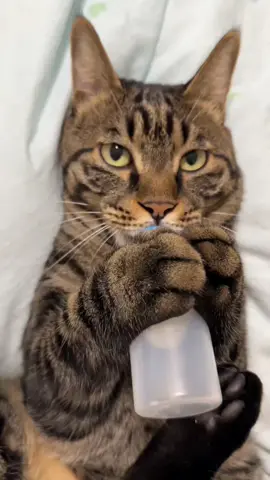 Chupp Chupp 🍼 #cat #catsoftiktok #cats #fyp #kucing 