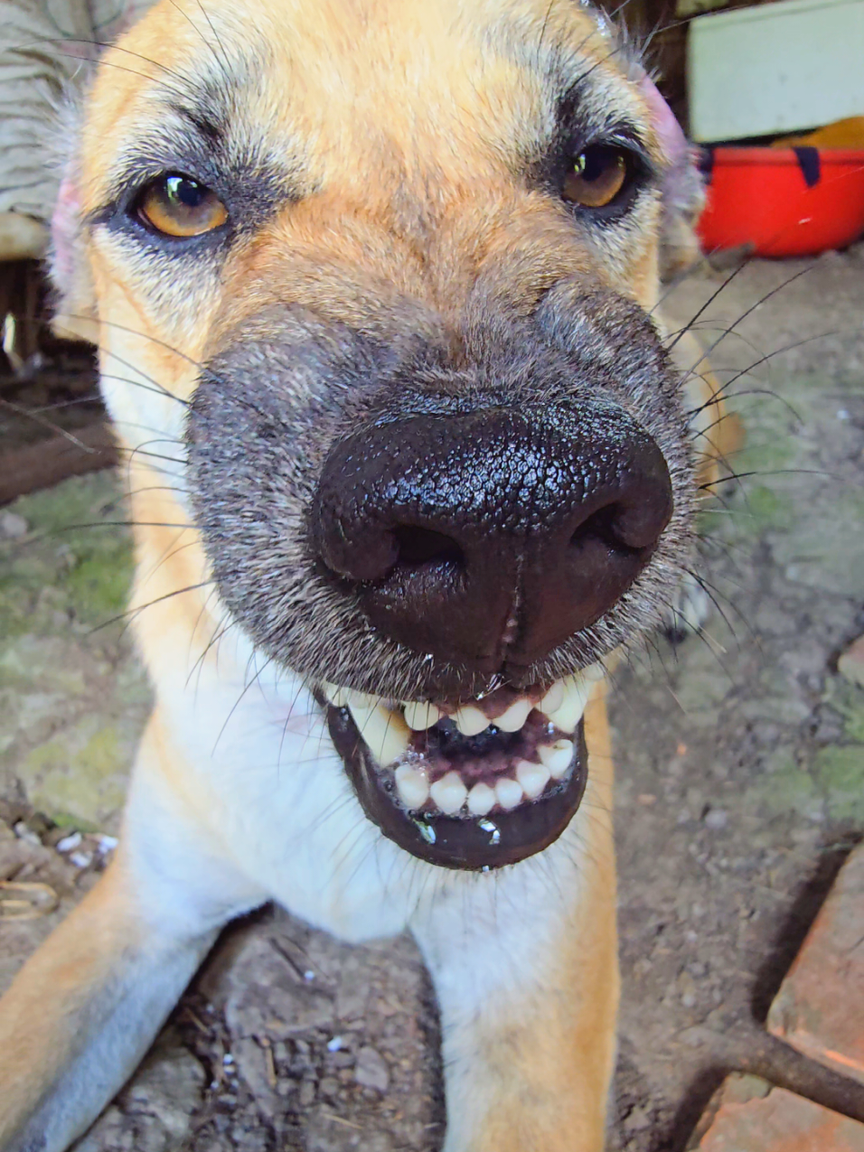 Mr Gấu Phần 767: Có con chó nào....😁😁😁#dog #xuhuong #petcung #trending 