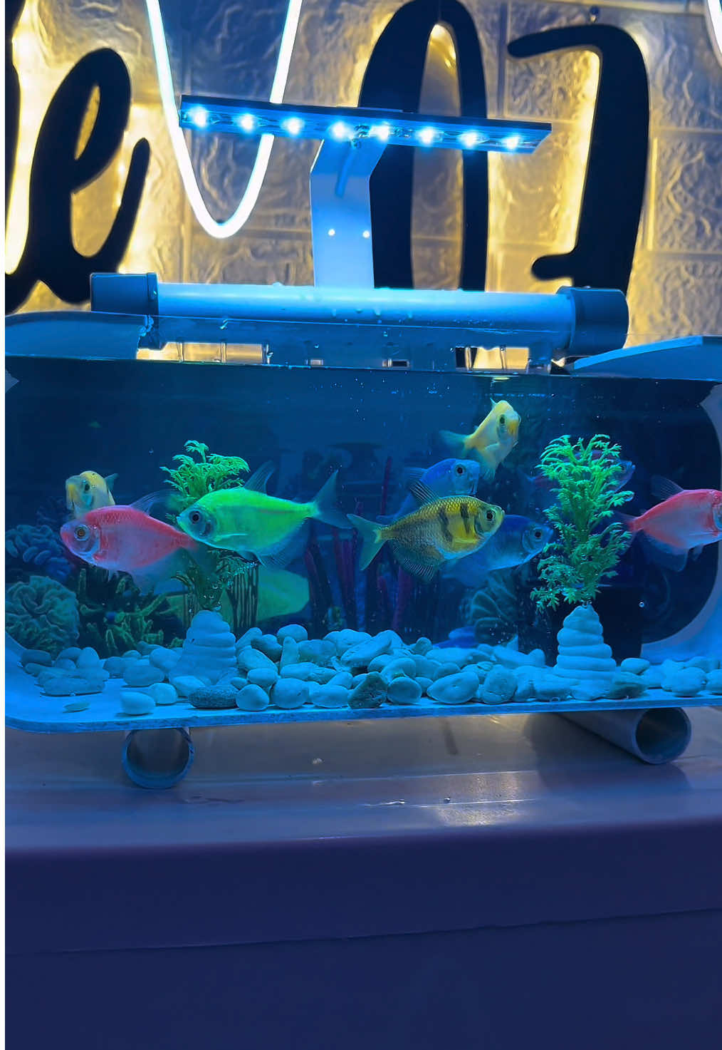 Aquarium penghilang stres 😋 Kelengkapan: - pompa filter - ⁠air terjun mini  - ⁠lampu hias - ⁠kabel + colokan - ⁠batu hias - ⁠2 pohon hias - ⁠pelet pakan ikan #kamaraesthetic #kamarimpian #aquarium #akuarium #akuariummini 