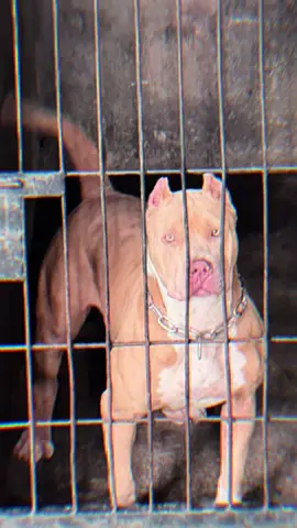 Ixia #CapCut #dogloversindonesia #americanbully #bullyxxl #dogloversoftiktok 