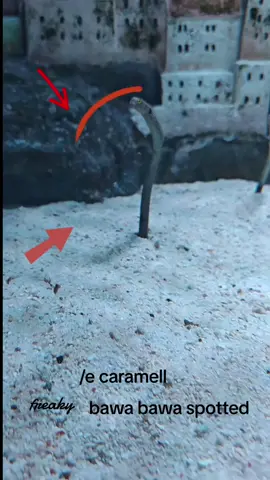 freaky bawa bawa is a pretty cute and relaxing creature of freako mundo #typesoulroblox #typesoul #freakybawa 