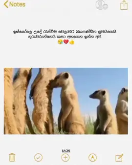 මෙන්ශන් කරන්න 😪💔 #fyp #fypシ゚viral #whatsappstatus #bunny #1000000views 