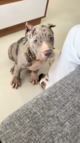 Wait till i grow up 💎 #bullies #bulliesoftictok #merlebully #fyp #bully 