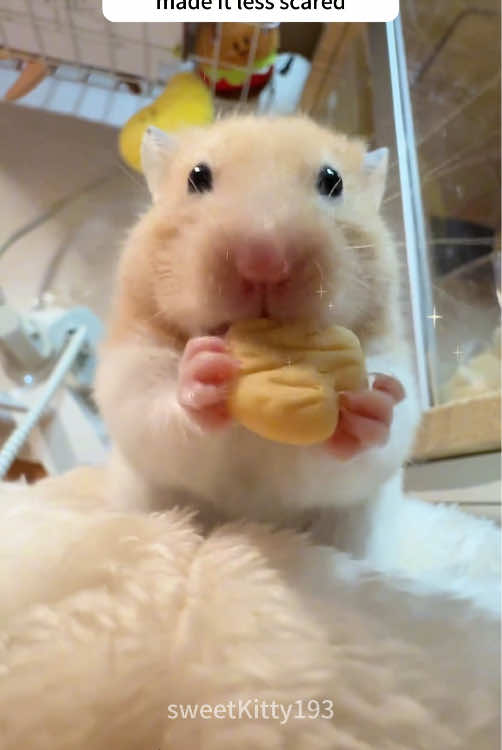 I saw a little hamster on the roadside,but I never expected…#hamster #baby #cute #help #animal 