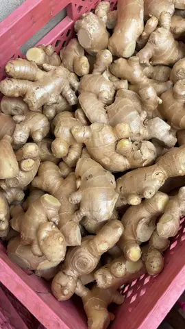 #แม่ขิงแก่ไซส์ใหญ่ ตึงๆสวยๆ #แม่ขิงแก่ #ขิงดอง  #น้ำขิง #น้ำจิ้มข้าวมันไก่