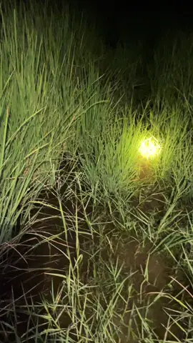 ផុសឲ្យអស់ខ្ជិលទុក😀😀🌾🌾🌾🌾  #🐟 