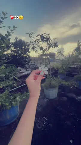 “ছোট্ট একটি ফুলও বিশ্বকে সুন্দর করে তোলে। 🌼✨🌻❤️‍🩹😌🥀💟    