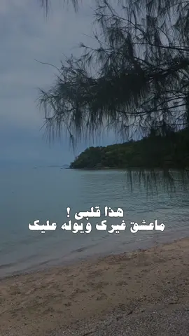 قلبي ماعشق غيرك ❤️ #قربك_دفا #شيلات_ياسر_الشهراني #بحر 