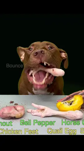 Chicken feet 🍖お肉はこちらで購入してます👇 　　　　　　https://www.wan-mart.com/ #ピットブル #pitbull #犬の食事  @BounceThePitbullﾊﾞｳﾝｽﾁｬﾝﾈﾙ🇯🇵 