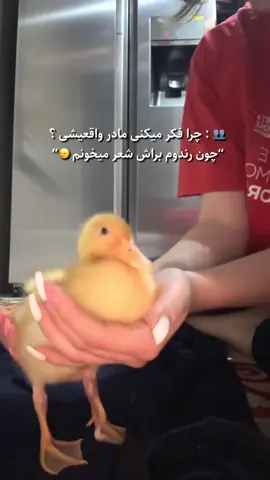#ninidberulah🐣 😭✨💕