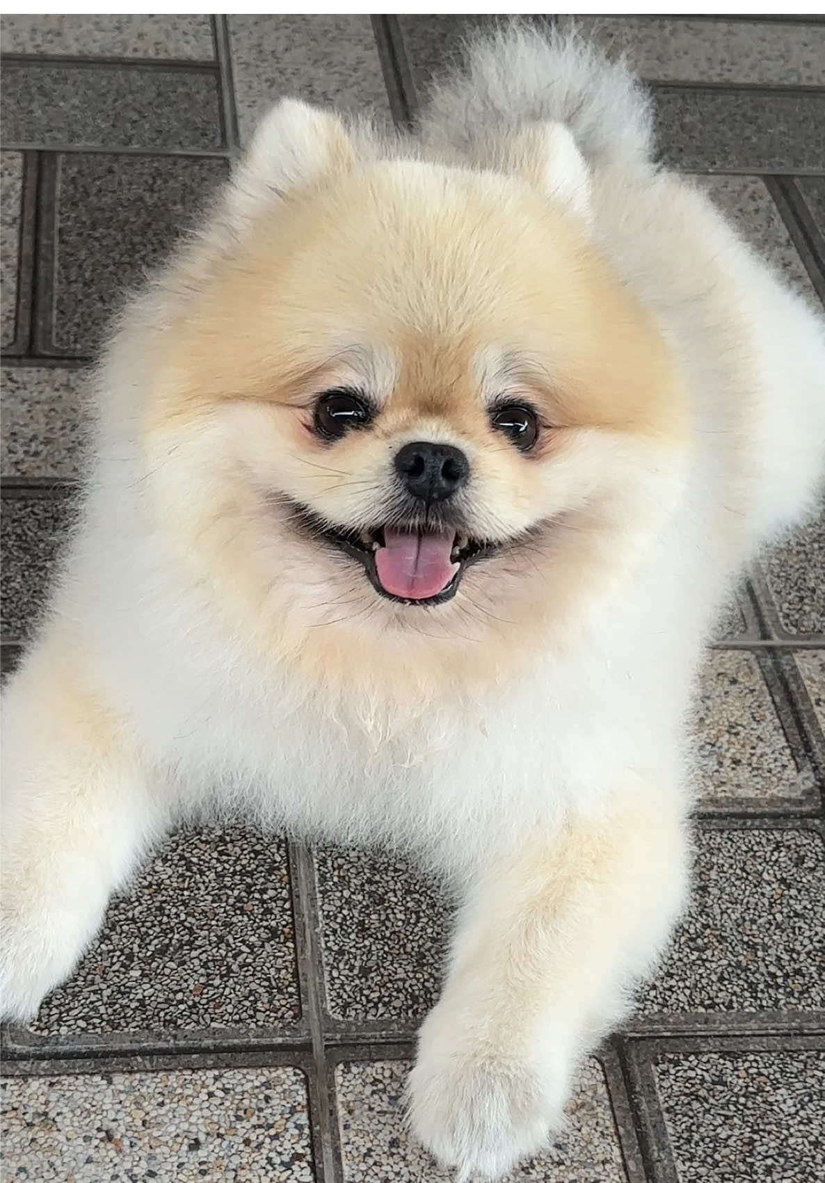 ว่าไงพวกกกกก  🐶🐶🐶 | #พี่กังฟูน้องนินจา🐶🐶  #ฟีดดดシ  #สัตว์เลี้ยงtiktok  #หมาน่ารัก  #สัตว์โลกน่ารัก 