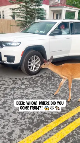 Jump scare both ways 😹🦌 #deer #deers #funnydeers #fyp #foryou 