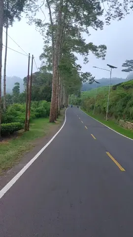 Jalan paling syahdu di cibuni rancabali #ciwidey #bandung #foryoupage #fyp 