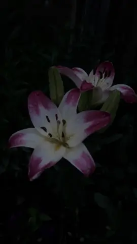 #lilies #flowers #quran #foryou 