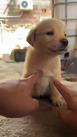 子犬：私は気立てのいい子犬です#犬 #子犬のいる生活 #かわいい子犬 #癒し #dog 