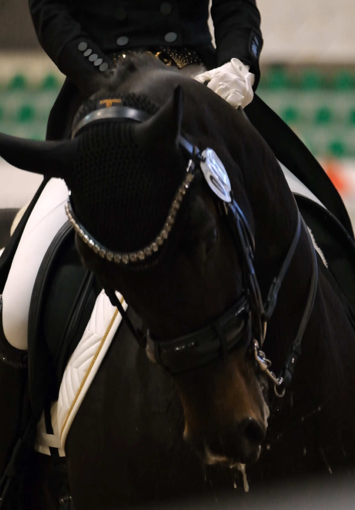 how french music suits her 💅🏻 #emmelie #fyp #foryou #horses #horseriding #dressage 