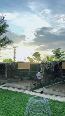 Buỗi Chiều Bình Yên....#huỳnhcầnthơ #AnhHuỳnh #tháimỹ #gànoi #gàdacuasat 