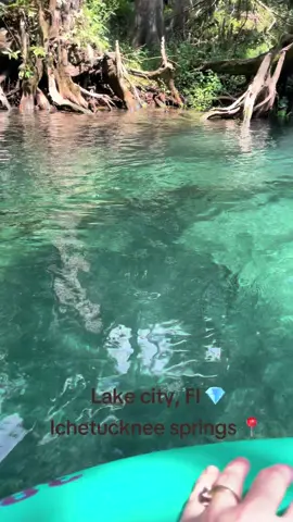 More from my favorite spring here in #florida . #fyp The 6 hour #travel was and always is  worth it #traveltiktok #nature . I’ll be posting all of the photos and videos that I have , so stay tuned !