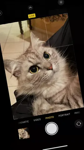 lucunya😻 #cute #fyp #trend #cat 