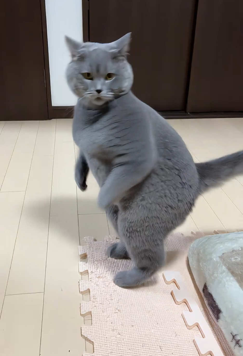 振り向き猫#cat #AI 