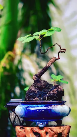 Thân gốc phong trần, ngọn vươn tự tại. #cây_hoàng_lô