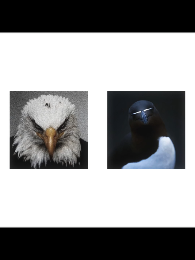 #mogger #eagal #gagarka #bird #mogged @mkm 