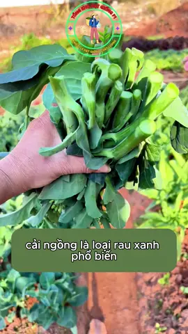 Bạn muốn trồng một vườn cải ngồng,rau ngon bổ dưỡng bạn hãy tham khảo hạt giống bên mình#hatgiong #trongrau #trongrausach #caingong 