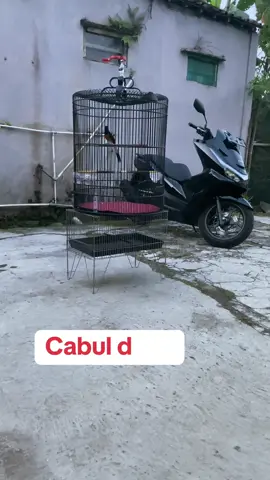 Alhamdulillah semua sudah terlewati,, ☺️ MB BROTO #muraibatuindonesia #muraibatumania #kicaumania #fyp #fypdongggggggggシ 