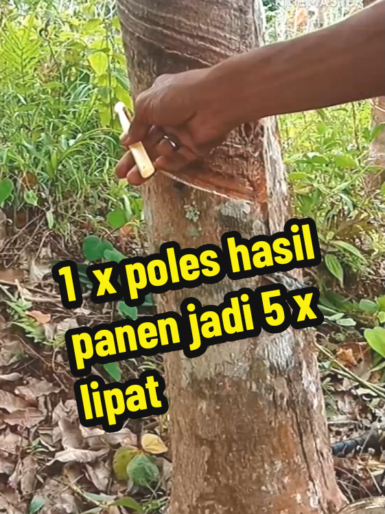pupuk pitamin penyubur getah karet#pupuk #pitamin #pocbosterpohonkaret 