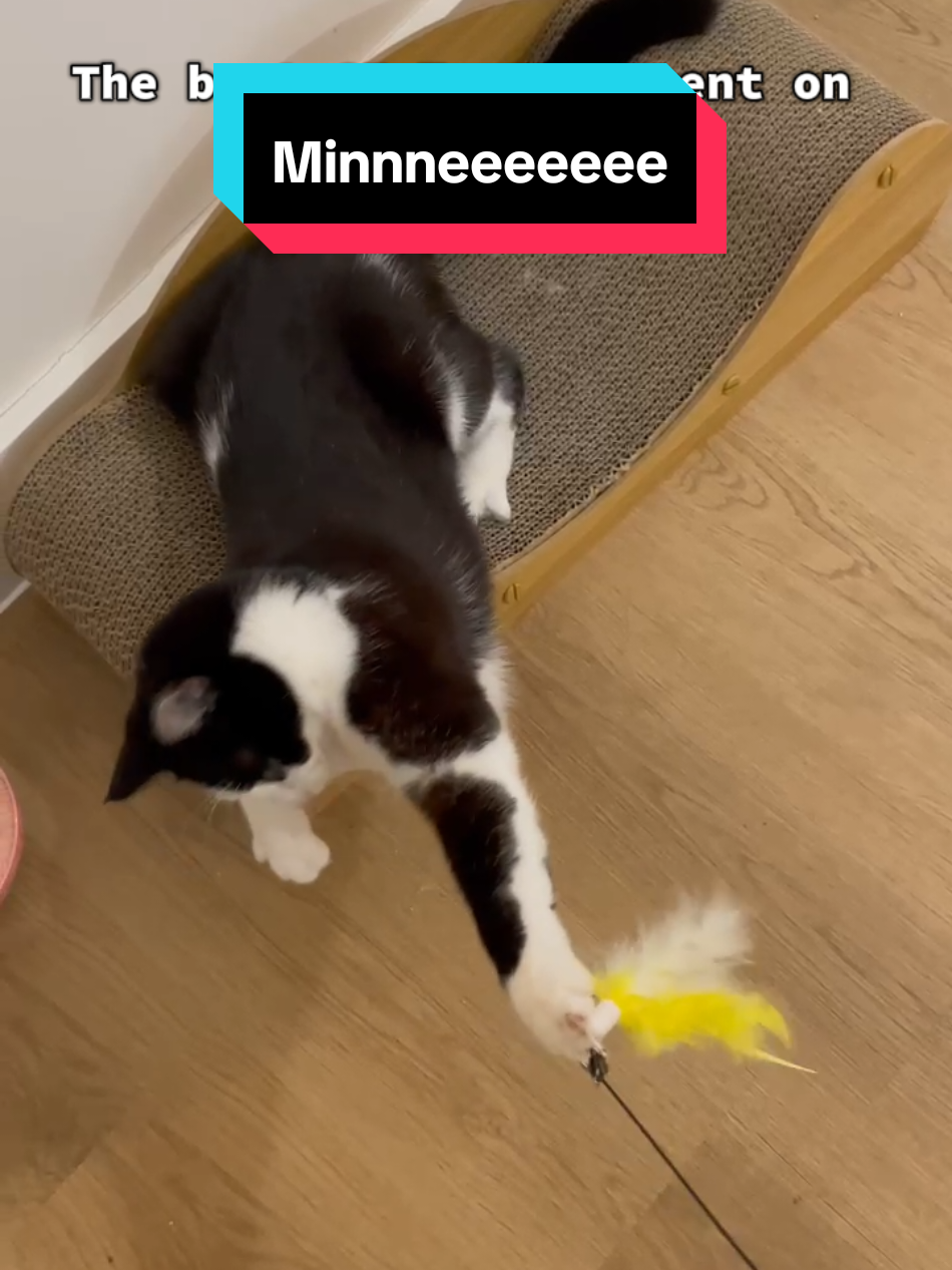 She has been going crazy with this toy since last night 😂 #tiktokmademebuyit #tiktokmademebuythis #tiktokfinds #tiktokcattoys #meow 