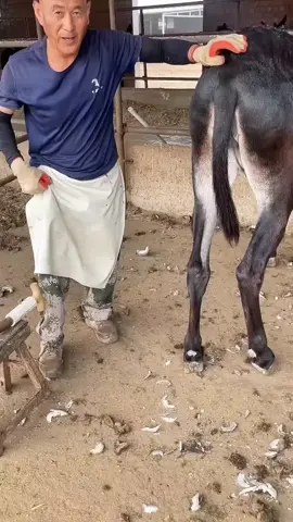 #HoofCleaning #DonkeyHooves #HorseHooves #HoofCare #HoofTrimming 