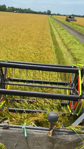 Cặp với tài nhí bữa ủi quá ủi#xuhuong #maycatlua #tiktok #dc105บ้าพลัง #fyp 