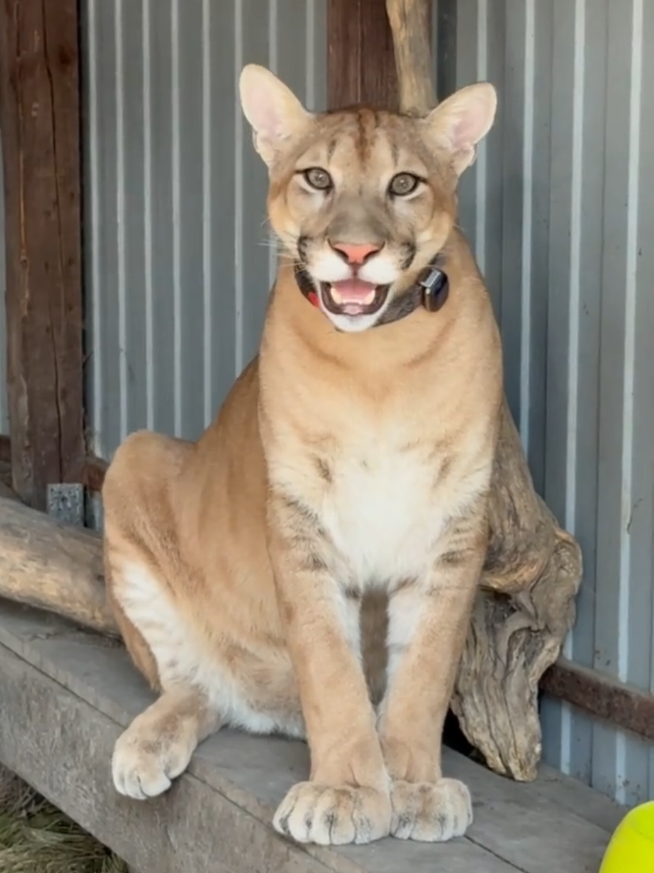 Puma Mao's Cute Voice #puma #cougar #пума #푸마 #catsoftiktok