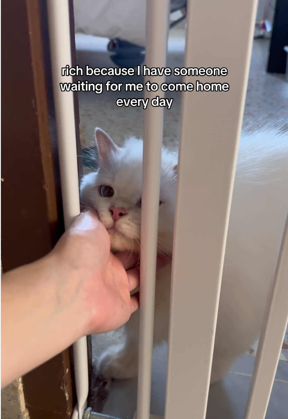 always looking forward to go home to him ❤️❤️ #fyp #catsoftiktok #cutecats #cutecatsoftiktok #cattok 